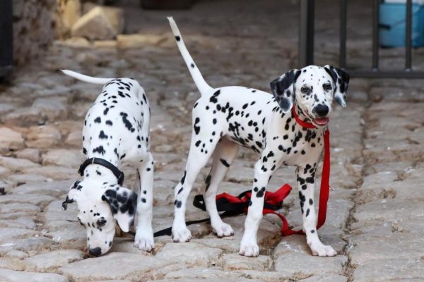 Šibenik Opens First Museum Dedicated to Dalmatians