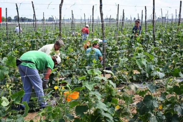 Podravka uvodi softver za praćenje poljoprivredne proizvodnje u realnom vremenu