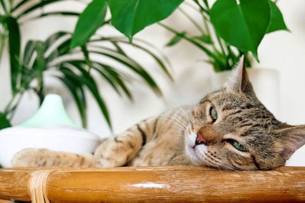 Zašto mačke vole spavati na lijevoj strani? Znanost otkriva šokantnu istinu!